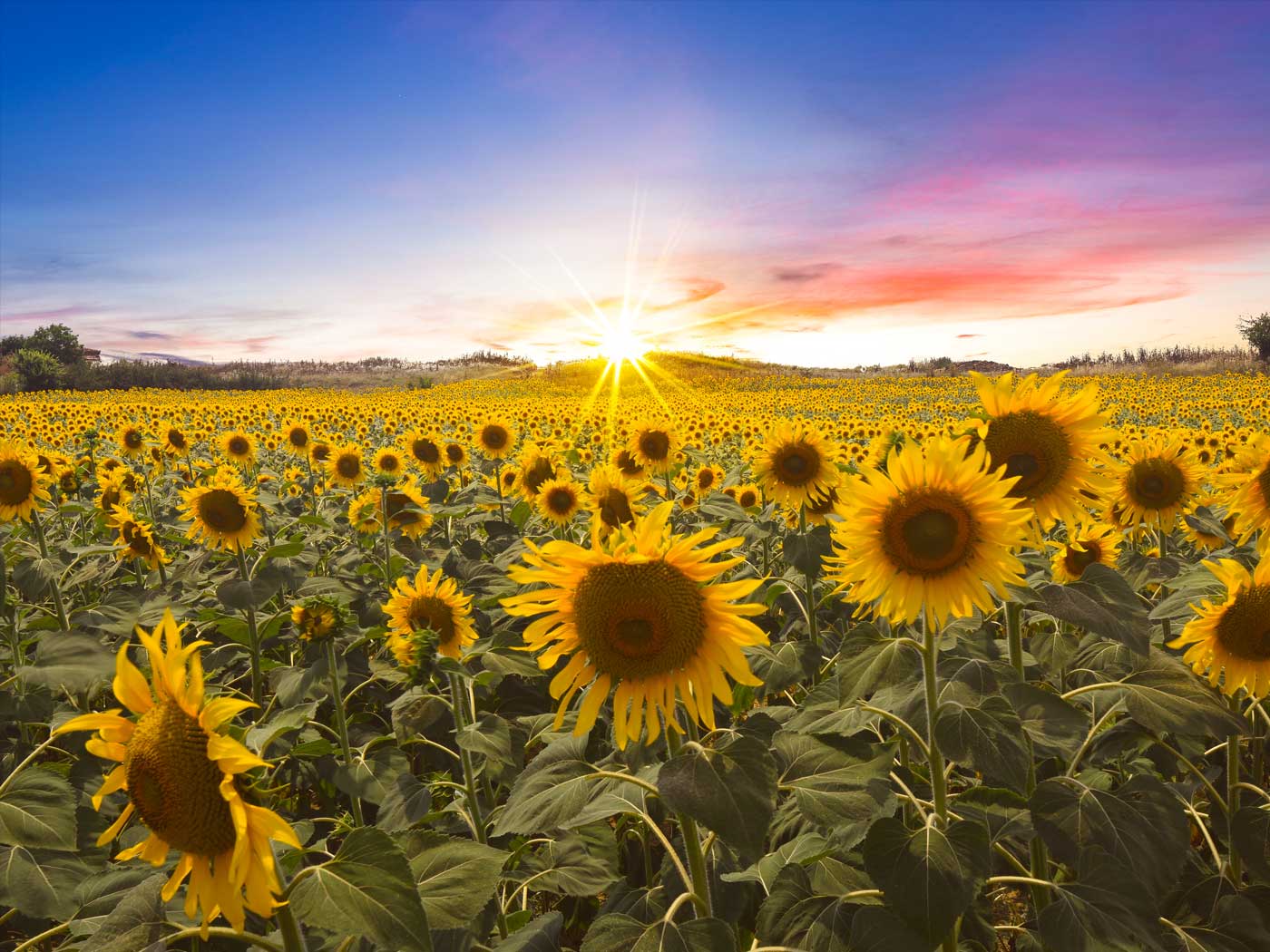 Sunflower Heliotropism August Sunlight for Making Tons of Seeds The